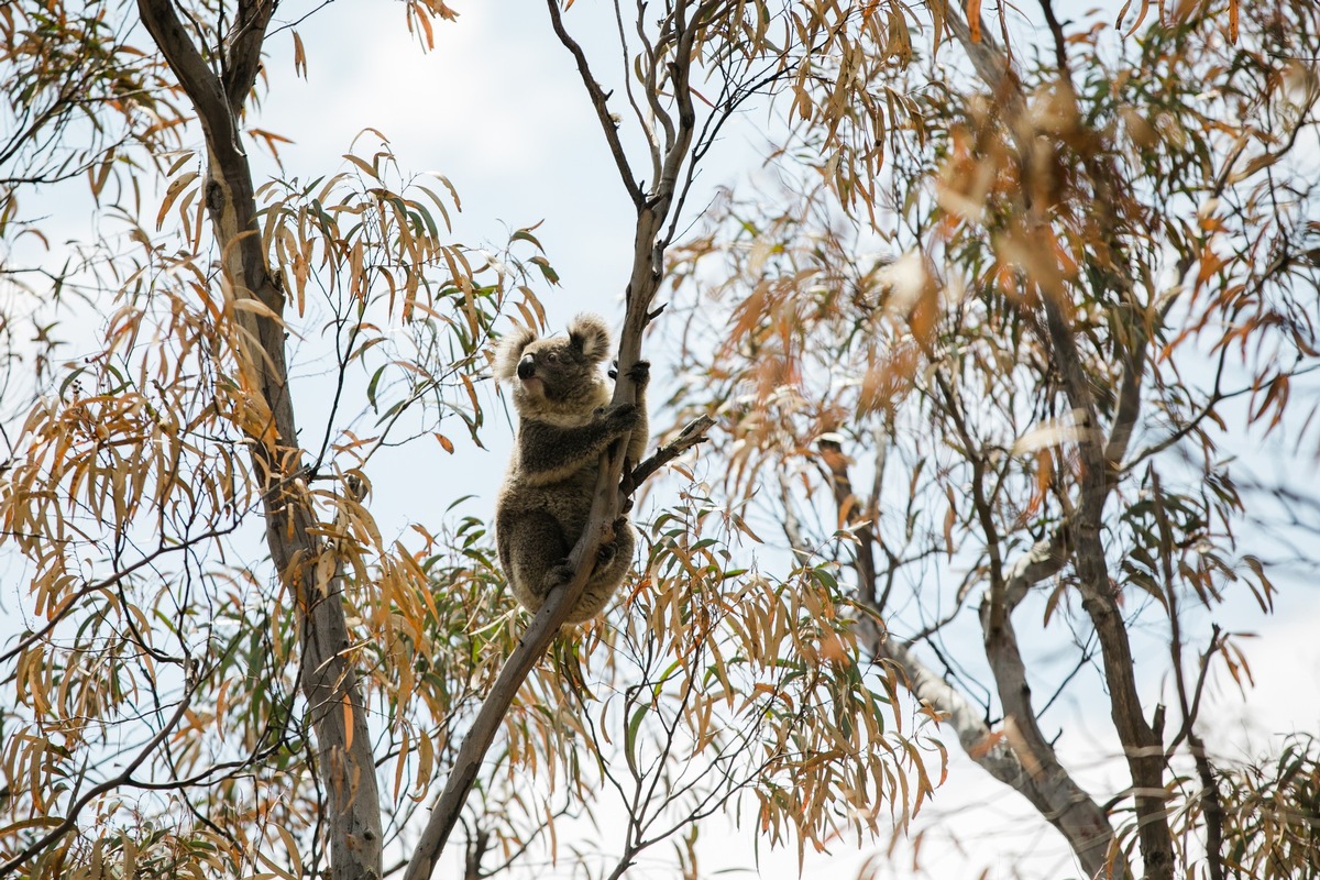 Buschfeuer Australien Koalas In Den Buschbr Nden Im S Dwesten